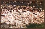 2000 Rock Garden Site