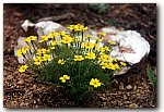 gem marigold
