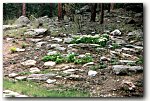 rock garden in August