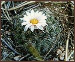 Mountain Ball Cactus