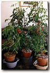 tomatoes