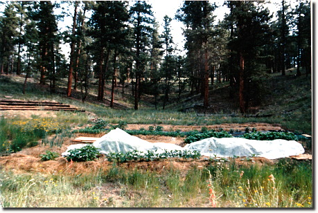 1989 garden
