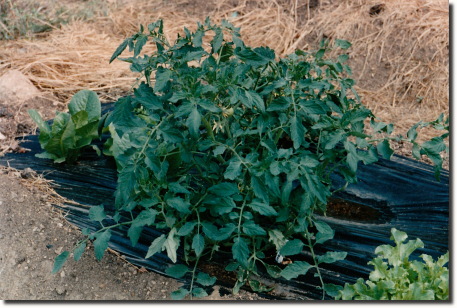 1989 garden