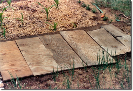 1991 garden - boards