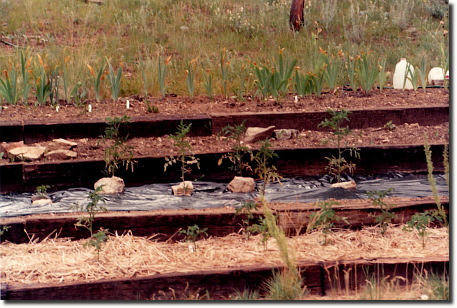 1991 garden- hillside