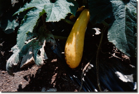 1994 garden - summer squach