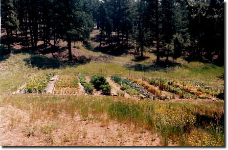 1996 garden - whole