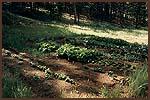 1990 Garden